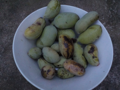 台風で落ちたポポーの実。Pawpaw fruit fell due to the typhoon