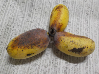 追熟させたポポー。let the pawpaw ripen