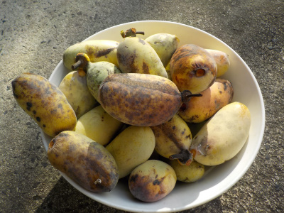 そろそろポポーの収獲が終わります。