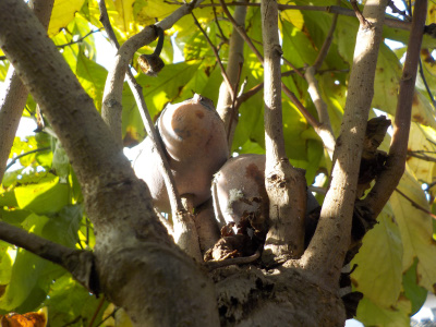 木に引っかかったポポー。Pawpaw caught in a tree
