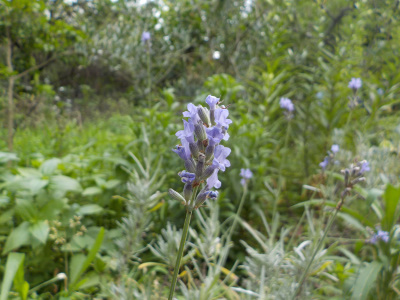 スカスカで隙間だらけのラベンダー