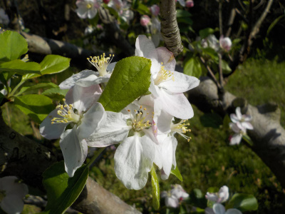 りんごの受粉は難しい。