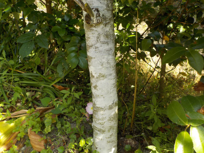 毒りんごにガットサイドS