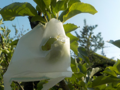 リンゴの袋が破れる。