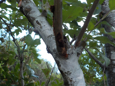 毒リンゴはもう育てない。