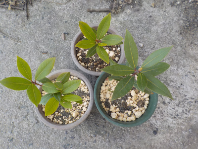 ローリエの鉢の植替え