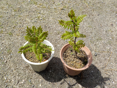 青々とした若葉の山椒