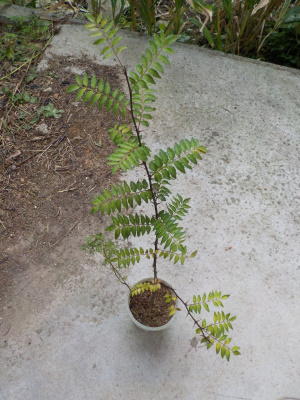 ひょろひょろと伸びた山椒。Pepper has grown