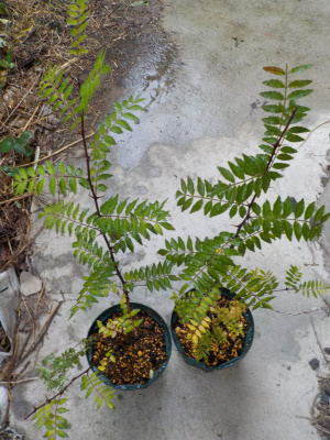 植え替えした2本の山椒。Japanese pepper