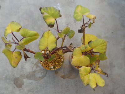 サツマイモの越冬　正月