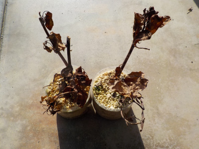 サツマイモの越冬　失敗