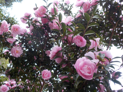 今が見頃のサザンカ