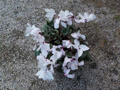 300円くらいのシクラメン