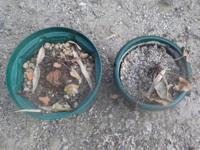 夏に枯れたシクラメン