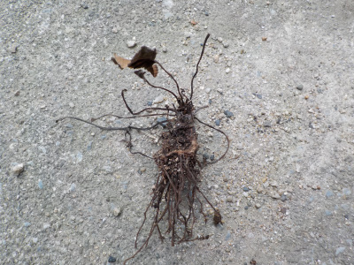 シクラメンの球根がありませんでした。