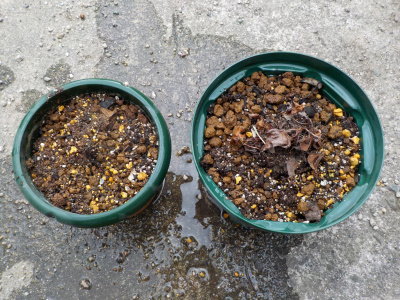 シクラメンの球根がありませんでした。