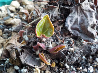 ガーデンシクラメンの芽が出ました。