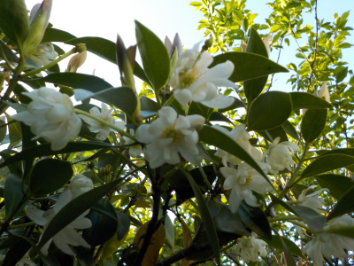花の期間が長いシキミ