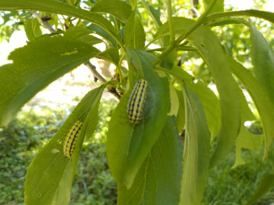 スモモとイラガ