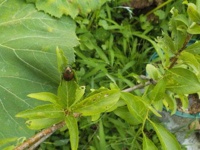 スモモとコガネムシ