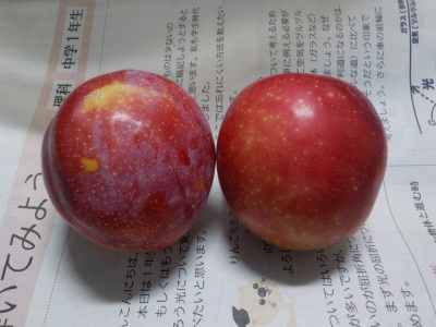 赤いけどまだ固いスモモ