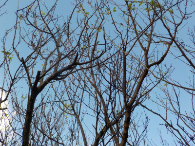 スモモの葉っぱが全部ケムシに食べられた。Caterpillars love plum leaves