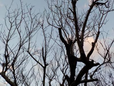 2022年最後の園芸はスモモの剪定でした。