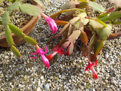 春になってジャコバサボテンが開花