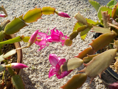 12月になってジャコバサボテンが咲きました。