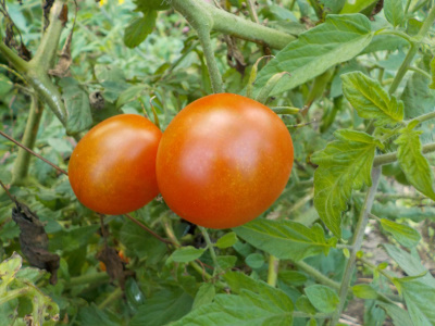 今年種が落ちて育ったトマトです。