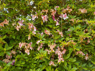 腐敗し溶けるツツジの花