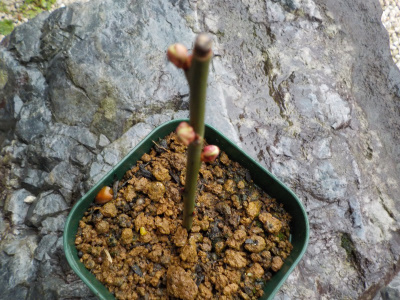 梅の花芽か芽か