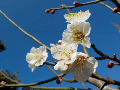 梅の開花
