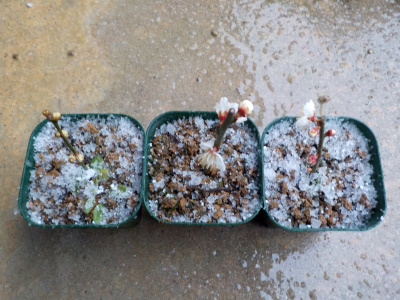 挿し木の梅が開花