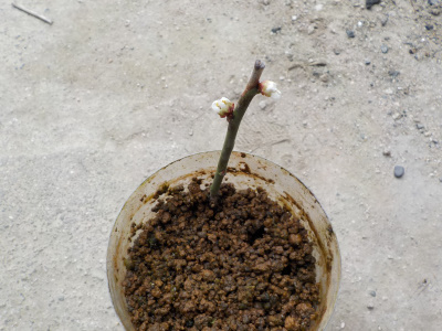 挿し木の梅を植替え