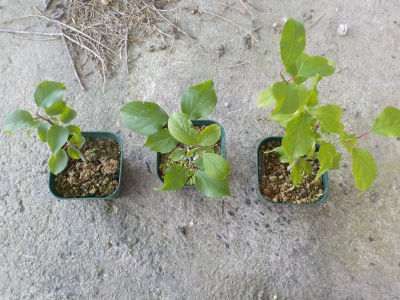 ペットボトル挿し木の梅