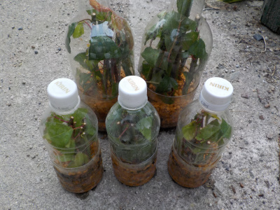 ペットボトル挿し木の梅