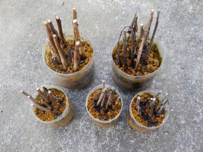 今年の梅の挿し木は全滅しました。