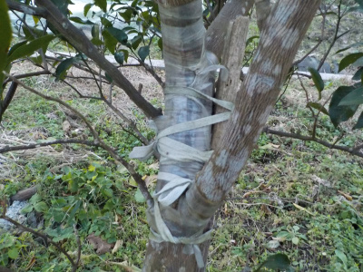 japan 折れたけど圧着して復活した柚子 1月