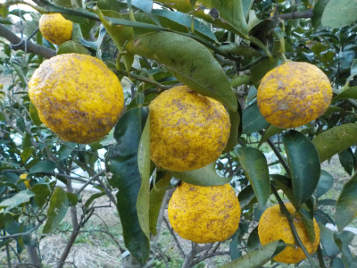 japan 折れたけど圧着して復活した柚子 1月