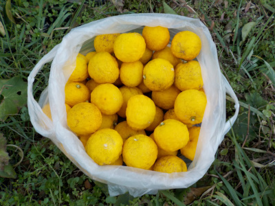 japan 折れたけど圧着して復活した柚子 1月