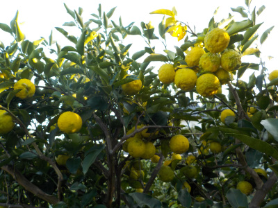 japan 柚子の収獲を始めました。 11月