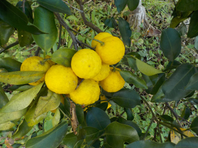 japan 柚子の収獲を始めました。 12月