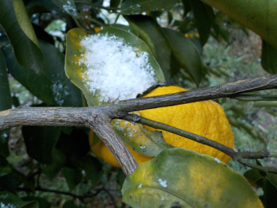 japan 雪が降るようになったので、柚子を沢山収獲しました。 12月