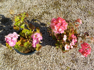 真冬でも咲くゼラニウム