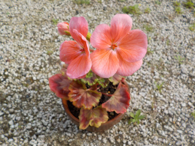 実生のゼラニウムが開花