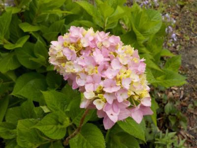 アジサイがピンク色になりました。