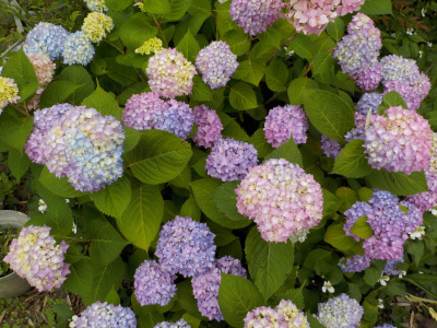 このアジサイは今が見頃です。