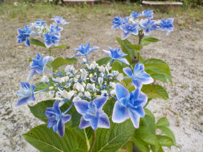 銀河が綺麗に咲きました。