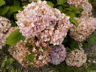 時間があったら霧島の恵の花を切ろうと思います。